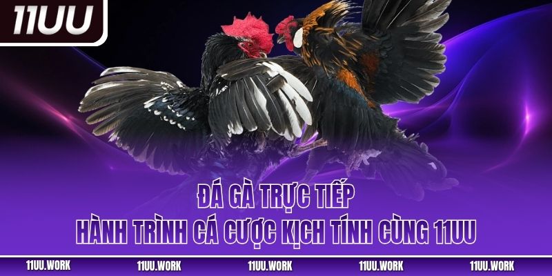 Đá Gà Trực Tiếp – Hành Trình Cá Cược Kịch Tính Cùng 11UU