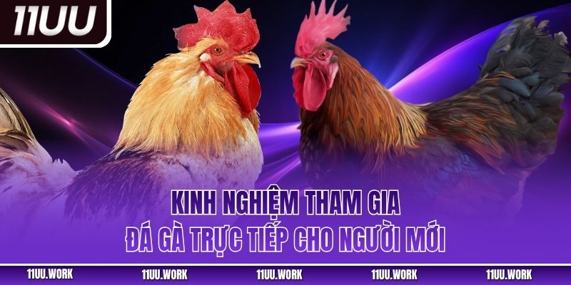 Kinh nghiệm tham gia đá gà trực tiếp cho người mới