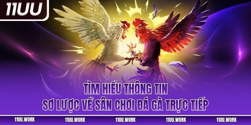 Tìm hiểu thông tin sơ lược về sân chơi đá gà trực tiếp